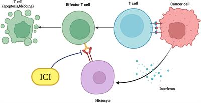 Progress of PD-1/PD-L1 signaling in immune response to liver transplantation for hepatocellular carcinoma